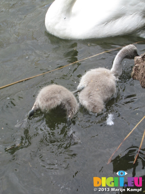 SX26900 Cygnet drowning itself